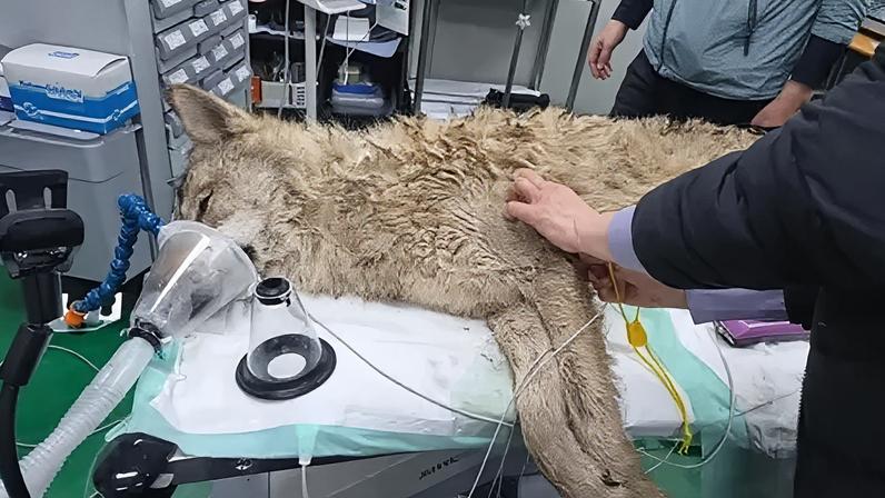 Lobo fugitivo na Coreia do Sul é capturado após busca de nove dias