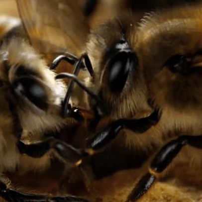 Segredos das Abelhas no Disney+ revela imagens e comportamentos inéditos