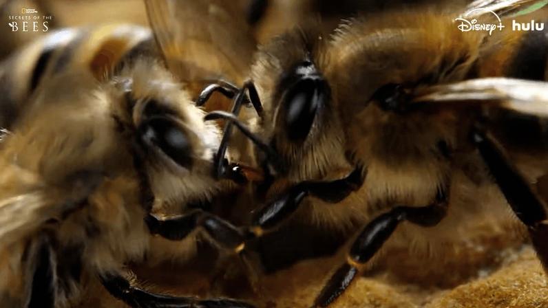 Segredos das Abelhas no Disney+ revela imagens e comportamentos inéditos
