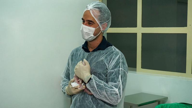 Xenotransplante: com órgãos semelhantes aos dos humanos, suínos são considerados os candidatos mais promissores para doação