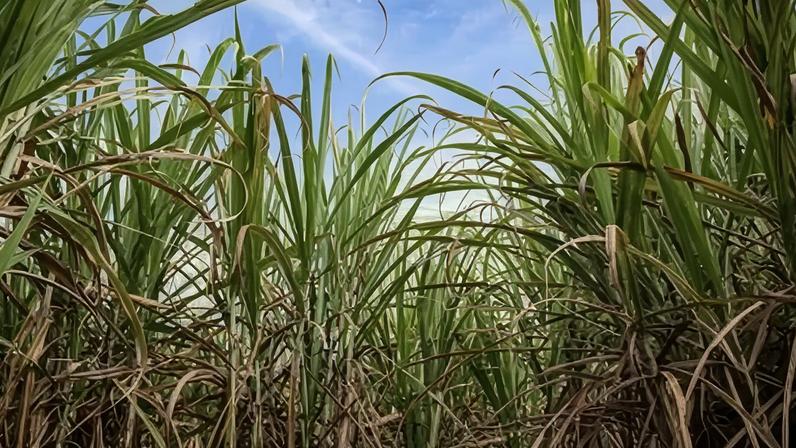 Acordo sinaliza um avanço na coordenação do setor