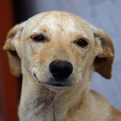 Lei estabelece regras para guarda compartilhada de pets