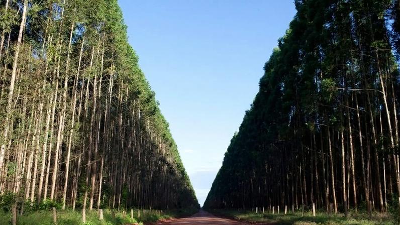 Suzano é a maior fabricante de celulose de eucalipto