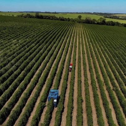 Safras projeta safra de 76 milhões de sacas de café no Brasil para 2026/27