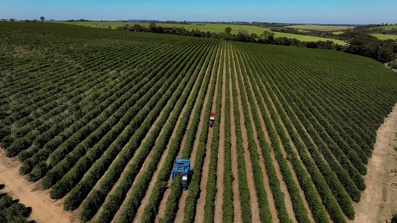 Uma visão de drone mostra campos de cultivo de café em Franca, Brasil, em 1º de agosto de 2025