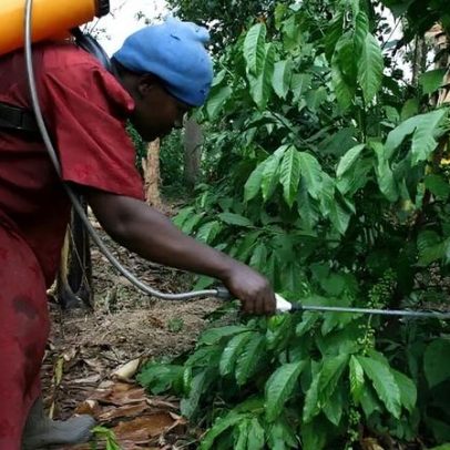 Uganda amplia exportações de café em 17% com avanço da produção nacional