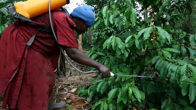 Hawa Nakawungu, agricultora de café, pulveriza suas árvores com pesticida em sua fazenda perto de Kampala, capital de Uganda 18 de julho de 2009