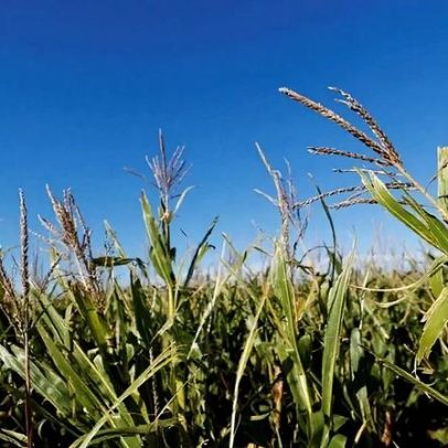 Chuva melhora condições da soja e do milho na Argentina, aponta bolsa