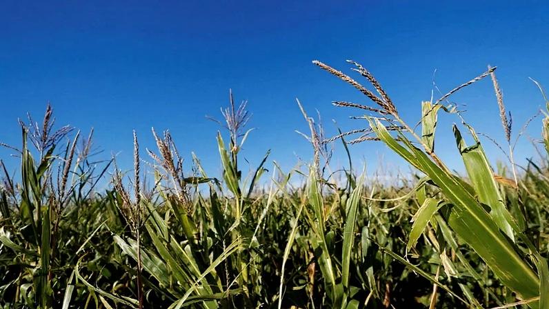 Plantação de milho em fazenda perto de Zarate, nos arredores de Buenos Aires, Argentina