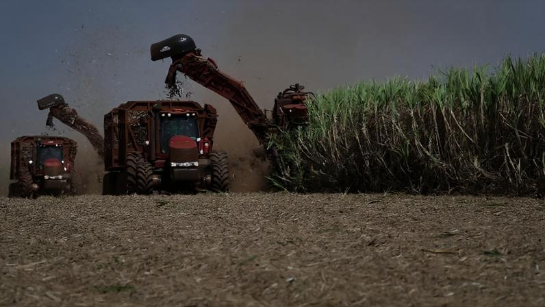 Máquina corta cana-de-açúcar em canavial da São Martinho em Pradópolis