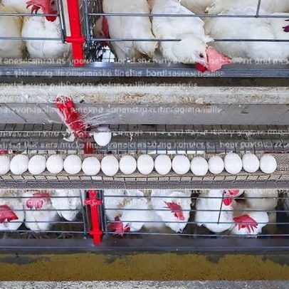 Etiópia abre mercado para produtos agropecuários do Brasil, incluindo carnes