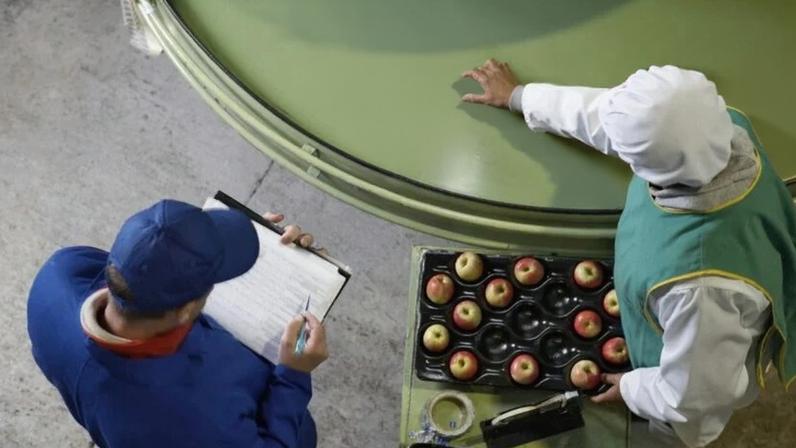 Trabalhadores em avaliação no beneficiamento de maçãs