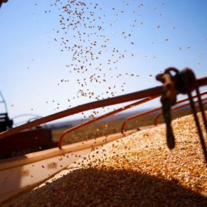 Chuvas aliviam o milho; soja chega a 87% da colheita no país