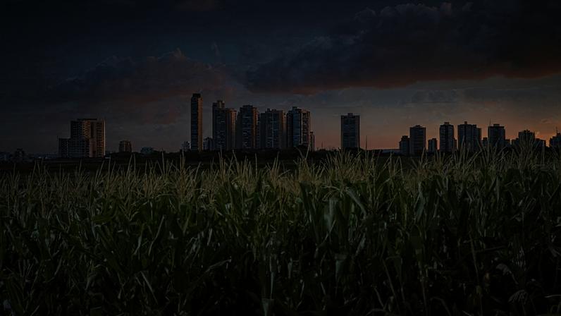 O horizonte da cidade de Ribeirão Preto visto através de plantação de milho