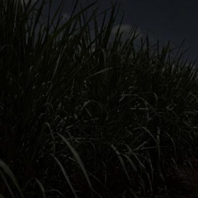 Mistura de etanol no Brasil elevará demanda em 1 bi de litros, diz Unica
