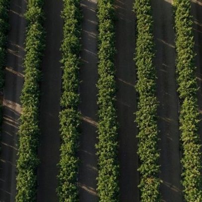Safra de laranja em SP e MG cresce 26,9% e chega a 293 milhões de caixas