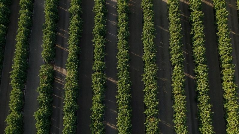 Uma vista de drone mostra um pomar de laranjas em uma fazenda em Formoso, estado de Minas Gerais 16 de julho de 2025