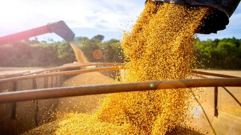 Soja: em 2025 o processamento foi de 1,8 milhão de toneladas pela Comigo