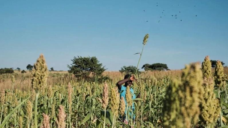 Plantação de sorgo na Índia, em 7 de março de 2024