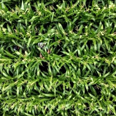 Estoques de milho nos EUA seguem amplos; safras brasileiras mantidas