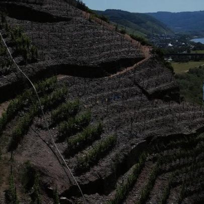 Viticultores alemães redefinem regras do Riesling diante do aquecimento global