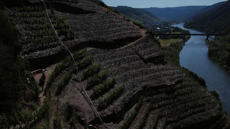Os viticultores alemães estão numa corrida contra o tempo para salvar a uva Riesling