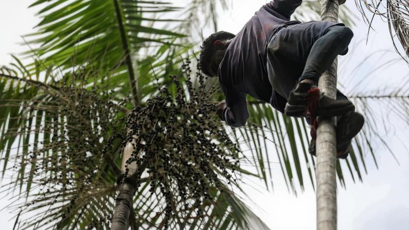 Salvaterra (PA), 09/10/2025 - Trabalhadores fazem colheita de açaí plantado em sistema de agrofloresta. Foto: Marcelo Camargo/Agência Brasil
