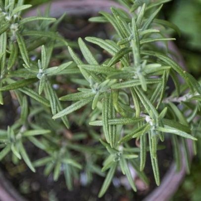 Botânico alerta: não plante alecrim perto de certas espécies