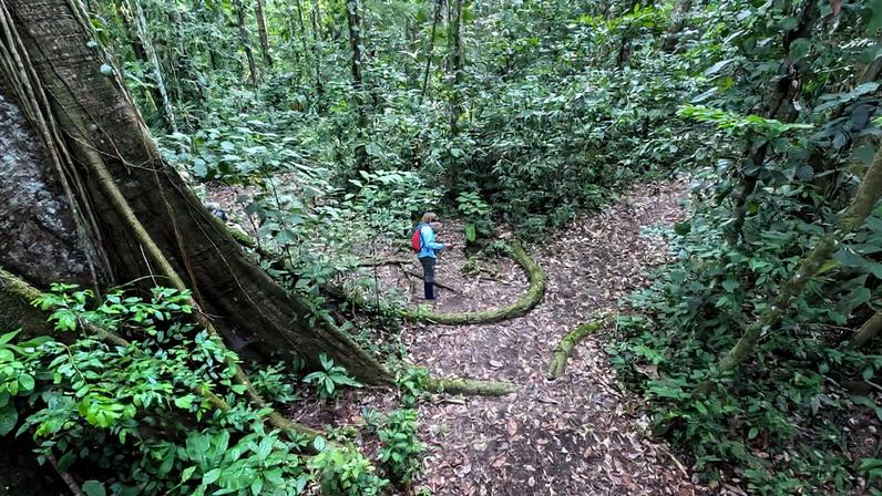 Rastreamento de crimes ambientais na Amazônia: entrevista com Alexa Vélez