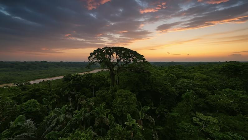Líderes indígenas pedem financiamento florestal com participação indígena