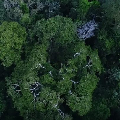 Cooperação com municípios reduz incêndios na Amazônia