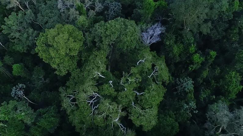 Programa União com Municípios pela Redução do Desmatamento e Incêndios Florestais na Amazônia