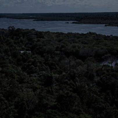 Perda de florestas tropicais recua em 2025 após recorde, aponta relatório
