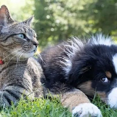 Alckmin sanciona guarda compartilhada de animal após separação
