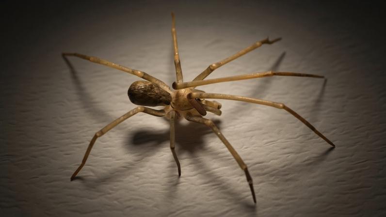 Pikelinia floydmuraria é uma aranha, descoberta na Colômbia, que pode auxiliar no controle de pragas como mosquitos