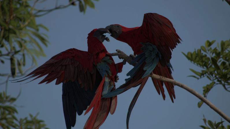 Filhotes de arara-vermelha nascidos na Mata Atlântica