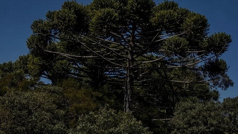 Araucária, o pinheiro brasileiro, está ameaçada de extinção.