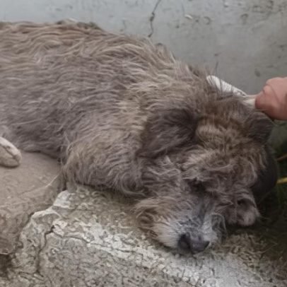 Cão comunitário é agredido duas vezes em três dias no RS
