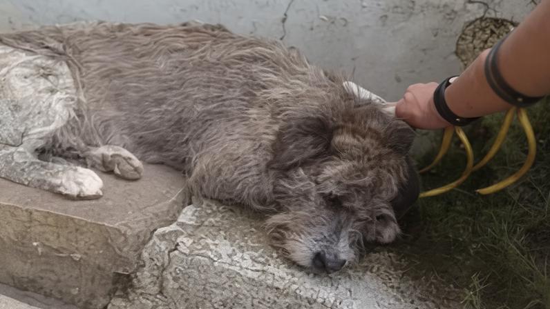 Spike foi agredido por pelo menos 4 pessoas, entre os dias 1º e 4 abril