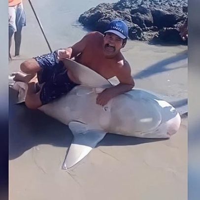 Três pescadores são multados em R$ 15 mil por mutilar tubarão em PE