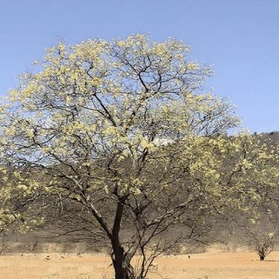 Caatinga: mudas podem ser produzidas usando água salobra