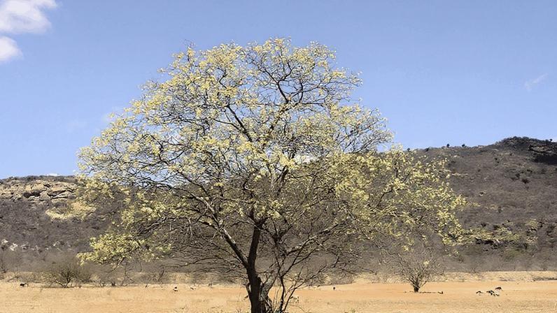 Todas as espécies estudadas são nativas da Caatinga e adaptadas às condições extremas do bioma, desempenhando papel estratégico na recuperação de solos degradados. Na imagem, floração de Angico no Semiárido