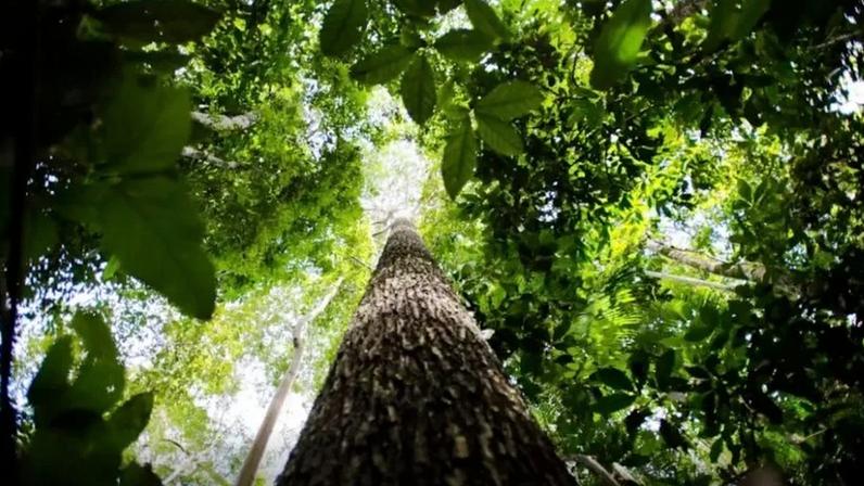 União e municípios destinam R$ 132 milhões para ações na Amazônia