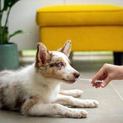 Governo abre consulta sobre genéricos e similares veterinários