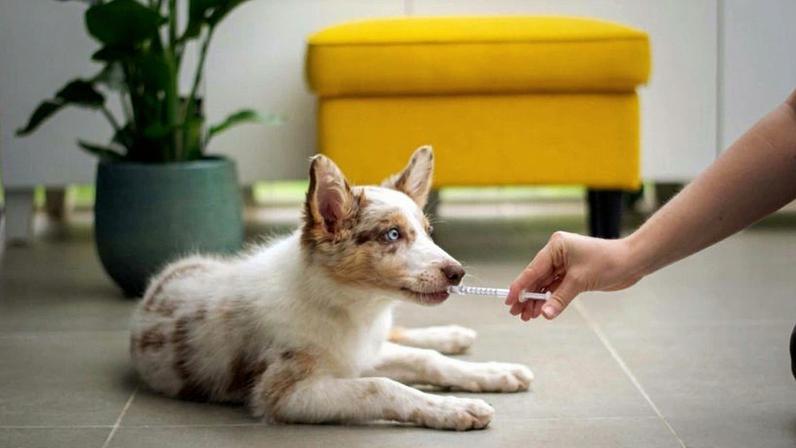Proposta estabelece que os genéricos veterinários deverão usar a denominação do princípio ativo e terão preferência nas compras governamentais