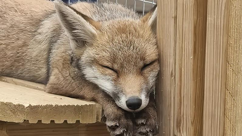 Sompting Wildlife Rescue is a volunteer-run charity that relies entirely on public support