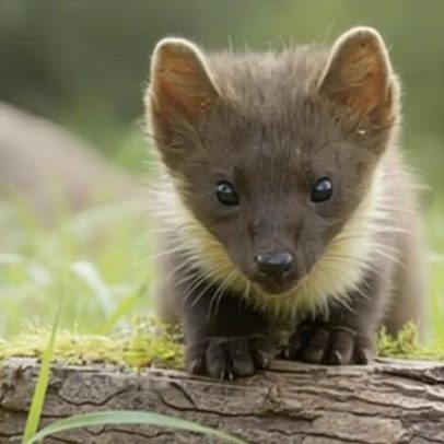 Esperança de nascimento de mais martas-do-pinheiro na natureza