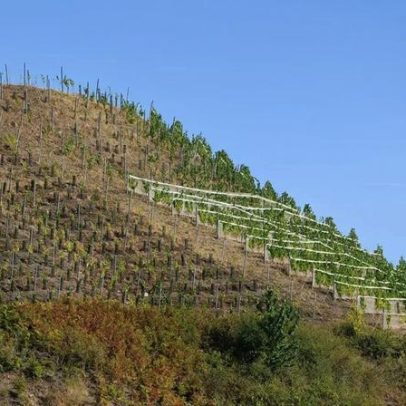 Terrils são marca do território: Chardonnay inesperado do Pas-de-Calais