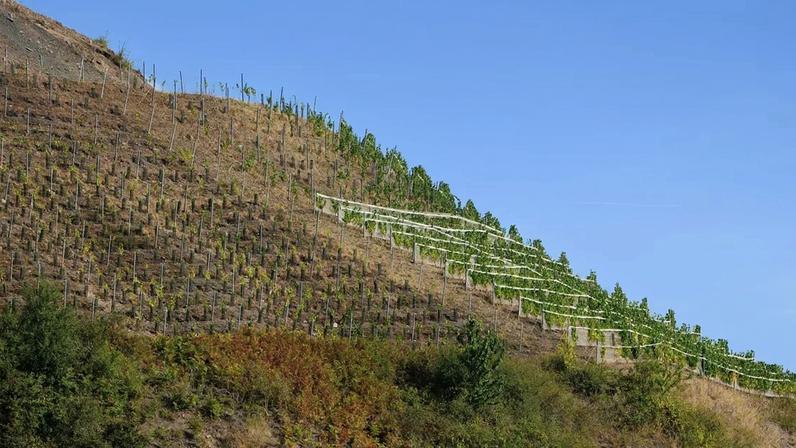 Terrils são marca do território: Chardonnay inesperado do Pas-de-Calais
