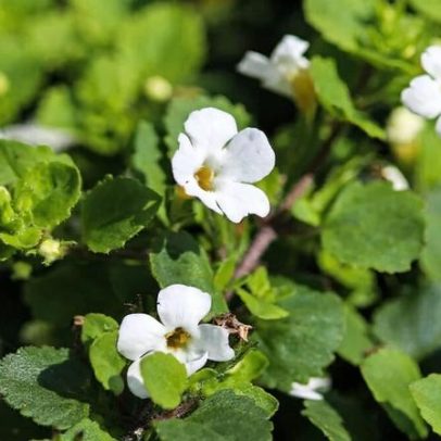 Bacopa monnieri ajuda a reduzir cansaço e estresse